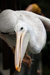Great white pelican (Pelecanus onocrotalus) also known as the eastern white pelican, Pelicans are a genus of large water birds that make up the family Pelecanidae.
