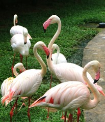 Flamingo in nature habitat. Beautiful water bird. Greater Flamingo or Phoenicopterus ruber, in the water.