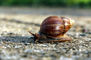 Snail or Achatina fulica walking on the ground