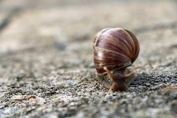 Snail or Achatina fulica walking on the ground
