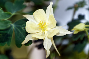 Yellow Columbine Flower Macro