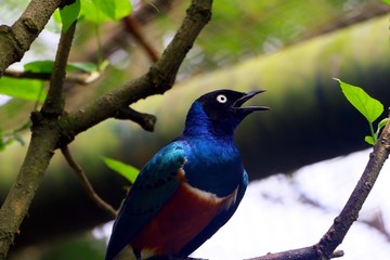 Superb Starling in close up  ( Lamprotornis superbus ) with selective focus standing on tree branch.