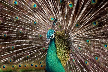 Obraz premium Indian peafowl or Blue peafowl include three species of birds in the genera Pavo and Afropavo of the Phasianidae family.