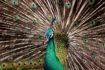 Fotobehang Indian peafowl or Blue peafowl include three species of birds in the genera Pavo and Afropavo of the Phasianidae family. © noraismail