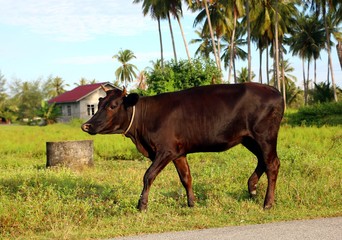 Cow walking at countryside