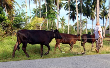 Man walking with his cows in rural area in Bachok, Kelantan