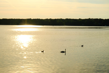 Naklejka premium Swans and ducks on a lake in the sunshine