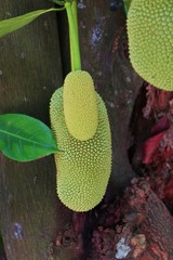 Artocarpus integer, commonly known as cempedak found in Malaysia