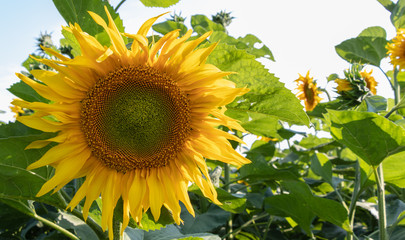 background. sunflowers on a sunny day