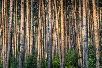 background. pine grove.