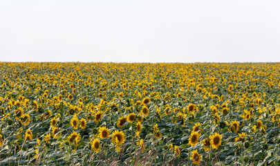 background. defocusing. field with a sunflower. blue sky