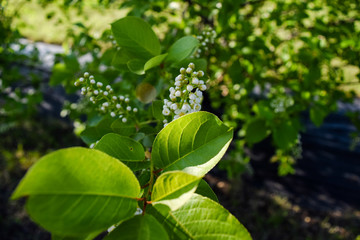 Lilac blossoms