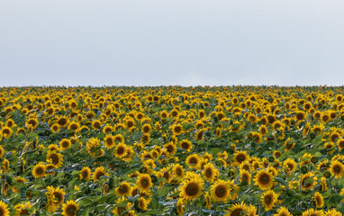 background. defocusing. field with a sunflower. blue sky