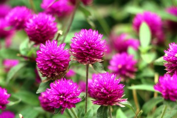 Pink Bachelor's button, Pokok Butang Ungu, Button agaga, Everlasting, Gomphrena,  flowers in the garden