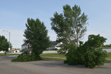 Broken trees after the storm