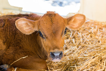 Baby Cows at a Dairy Farm in Central Pennsylvania