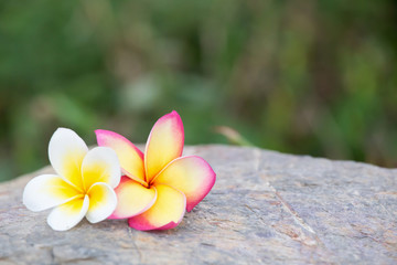 Two white and pink plumeria flowers on the stones. Beautiful stone background.