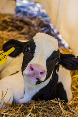 Baby Cows at a Dairy Farm in Central Pennsylvania