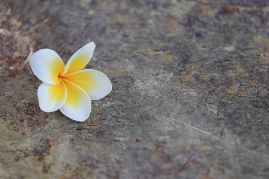 A white plumeria flower on a rock. Beautiful stone background.