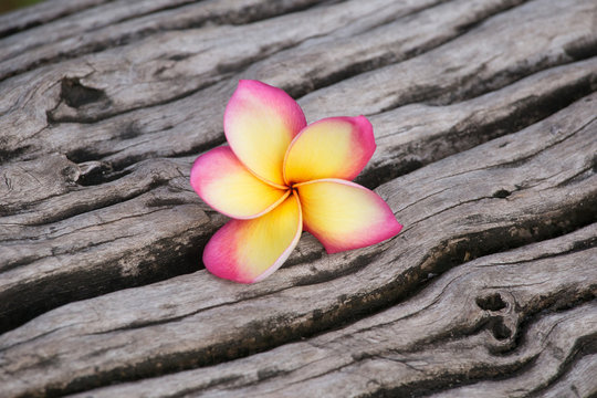 Pink plumeria flowers on a wooden floor. Beautiful wood background