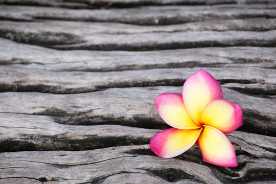 Pink plumeria flowers on a wooden floor. Beautiful wood background