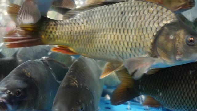 Live fish swims in the aquarium in the supermarket