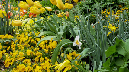 Beautiful spring yellow flowers at Giverny, France.