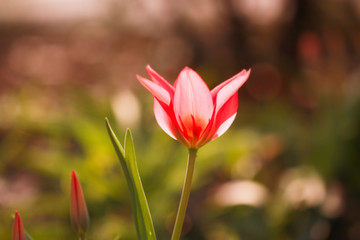 Obraz premium Pink flower on natural background, closeup.