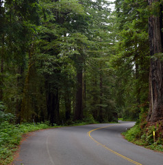 Driving through redwoods on curvy road