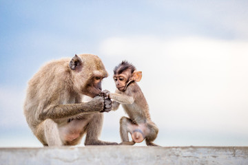 Small Lingling is growing. It is close to its monkey mother.