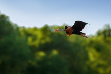 Black-bellied Whistling Duck in flight