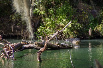 Turtles and Alligator