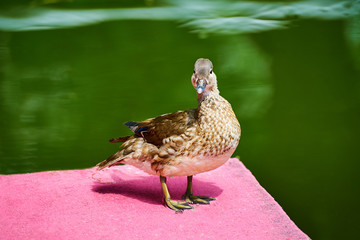 Mandarin duck in lake water.