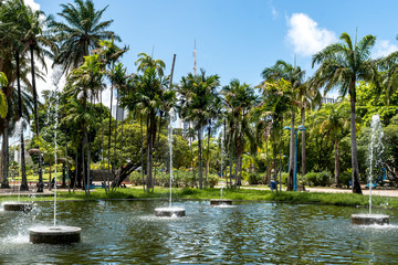 Babassu Palms at 13 Maio Park Recife, Pernambuco, Brazil