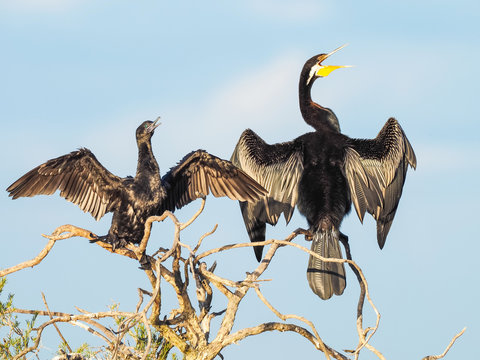 A Darter and a Little Black Cormorant