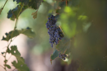 Wine Grapes Shot Centered
