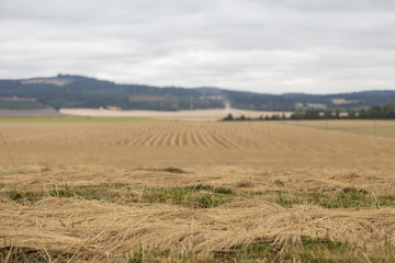 Obraz premium Farmland with cut wheat. Yellow, dry stems in rows.