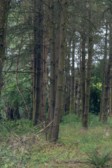 West coast pine forest. Soft lighting.