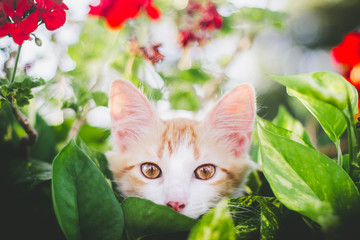 Orange Cat in Flowers