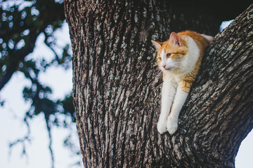 Orange Cat in Tree