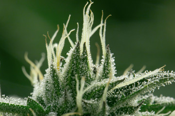 Marijuana Flower Cannabis Macro Cultivation