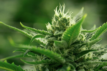 Marijuana Flower Cannabis Macro Cultivation