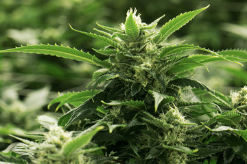 Marijuana Flower Cannabis Macro Cultivation