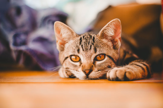 Kitten Tabby Relaxing