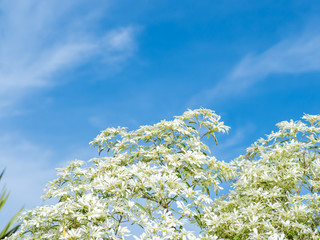 Tree and blue sky with clouds, tree top against blue sky
