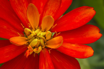 A bright red zinna flower close-up