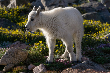 Fototapeta na wymiar Young Mountain Goat