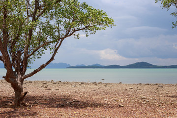 Fototapeta na wymiar Tree casts shadow on dry rocky beach next to beautiful blue water