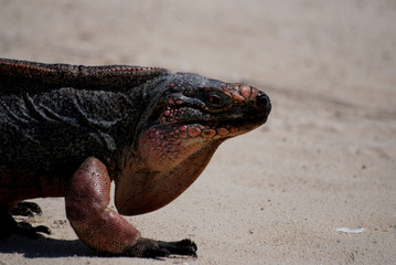 Iguana - Great Guana Key - Bahamas