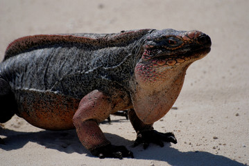 Iguana - Great Guana Key - Bahamas